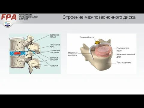 Строение межпозвоночного диска