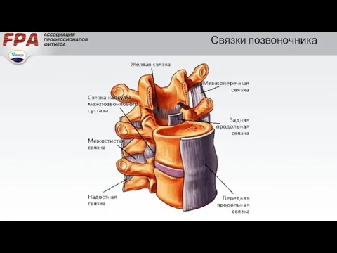 Связки позвоночника