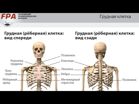 Грудная клетка