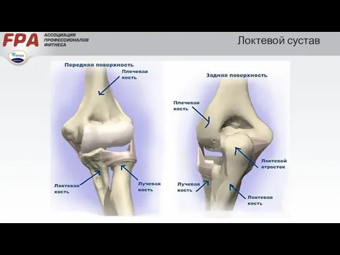 Локтевой сустав