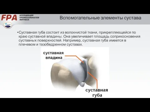 Вспомогательные элементы сустава Суставная губа состоит из волокнистой ткани, прикрепляющейся по