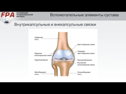 Вспомогательные элементы сустава Внутрикапсульные и внекапсульные связки