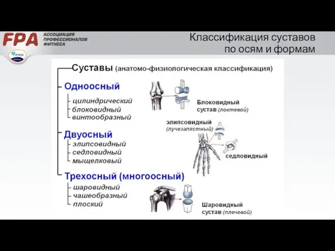 Классификация суставов по осям и формам