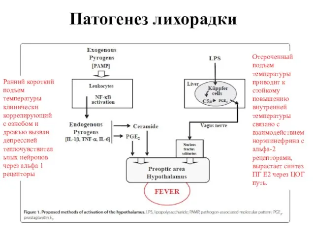 Патогенез лихорадки Ранний короткий подъем температуры клинически коррелирующий с ознобом и