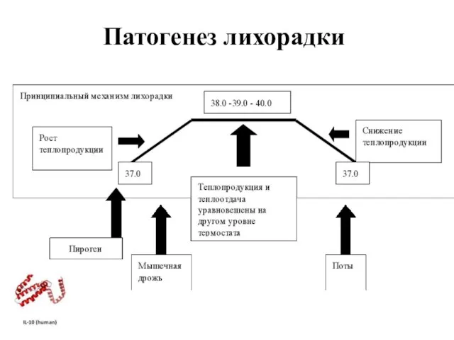 Патогенез лихорадки