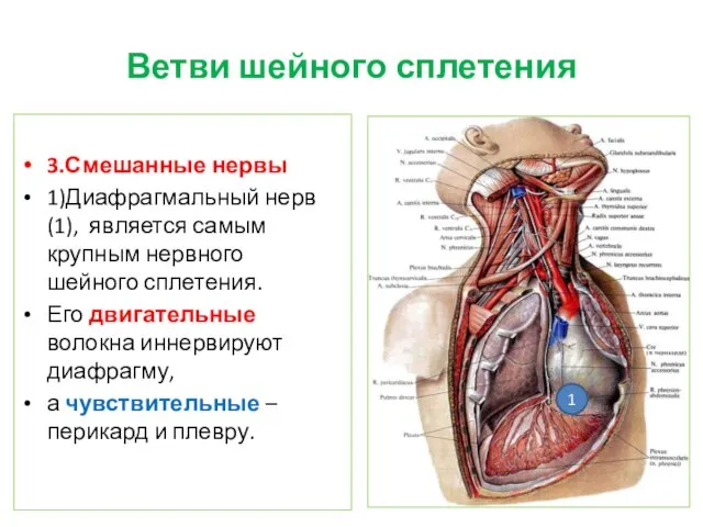 Ветви шейного сплетения 3.Смешанные нервы 1)Диафрагмальный нерв (1), является самым крупным