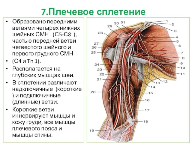 7.Плечевое сплетение Образовано передними ветвями четырех нижних шейных СМН (С5-С8 ),