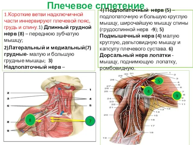 Плечевое сплетение 1.Короткие ветви надключичной части иннервируют плечевой пояс, грудь и