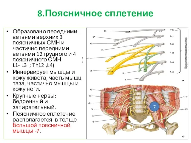 8.Поясничное сплетение Образовано передними ветвями верхних 3 поясничных СМН и частично