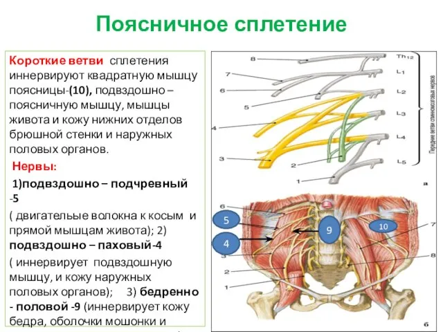 Поясничное сплетение Короткие ветви сплетения иннервируют квадратную мышцу поясницы-(10), подвздошно –