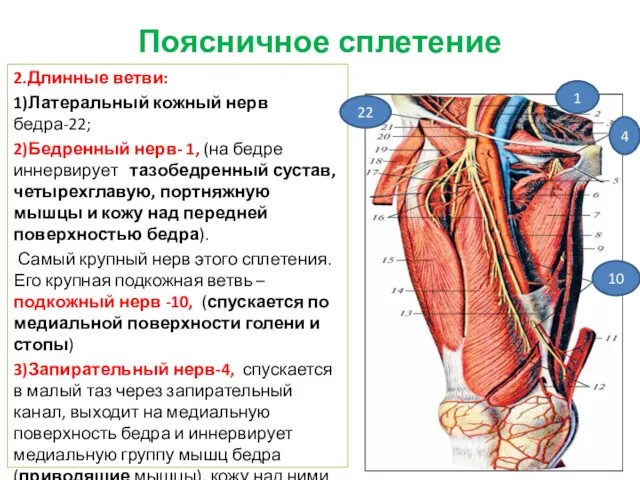 Поясничное сплетение 2.Длинные ветви: 1)Латеральный кожный нерв бедра-22; 2)Бедренный нерв- 1,