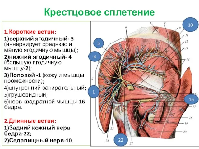 Крестцовое сплетение 1.Короткие ветви: 1)верхний ягодичный- 5 (иннервирует среднюю и малую