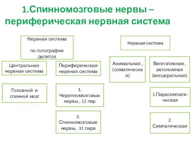 1.Спинномозговые нервы –периферическая нервная система Нервная система по топографии делится Центральная