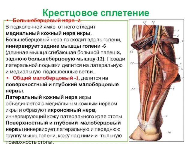 Крестцовое сплетение Большеберцовый нерв -2. В подколенной ямке от него отходит