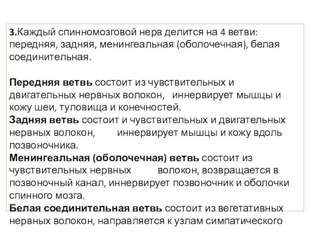 3.Каждый спинномозговой нерв делится на 4 ветви: передняя, задняя, менингеальная (оболочечная),