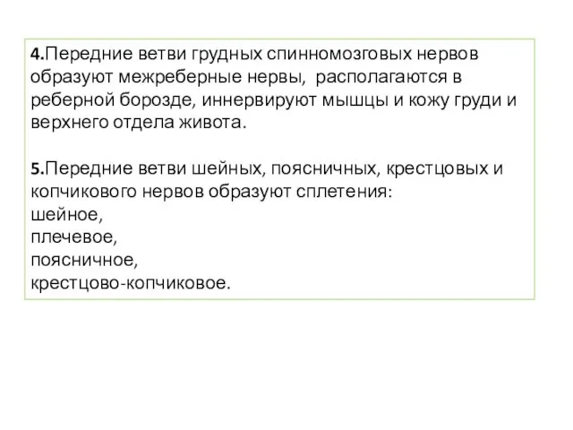 4.Передние ветви грудных спинномозговых нервов образуют межреберные нервы, располагаются в реберной