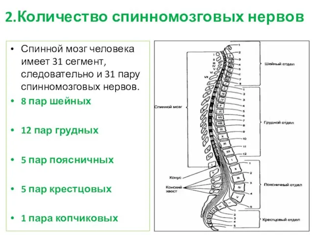 2.Количество спинномозговых нервов Спинной мозг человека имеет 31 сегмент, следовательно и