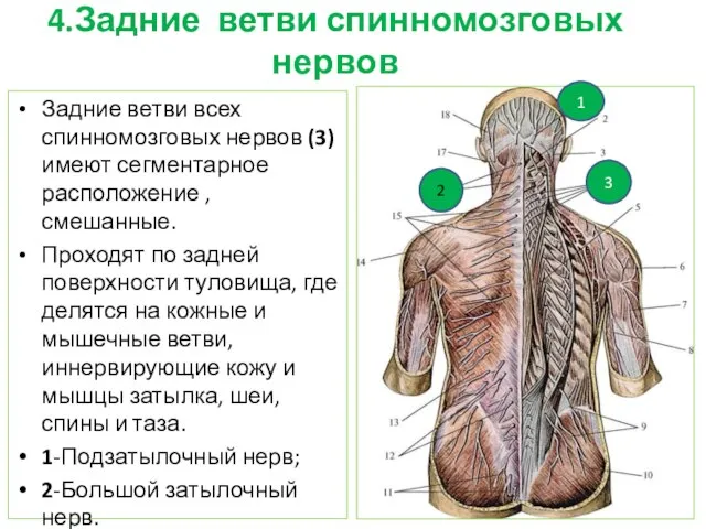 4.Задние ветви спинномозговых нервов Задние ветви всех спинномозговых нервов (3) имеют