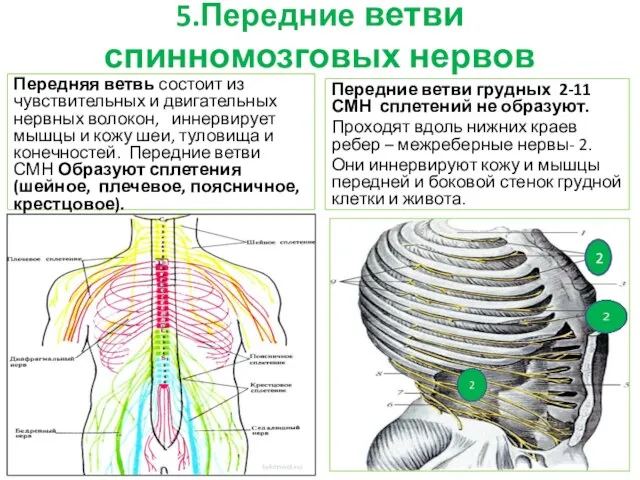 5.Передние ветви спинномозговых нервов Передняя ветвь состоит из чувствительных и двигательных