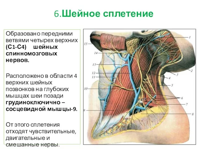 6.Шейное сплетение Образовано передними ветвями четырех верхних (С1-С4) шейных спинномозговых нервов.