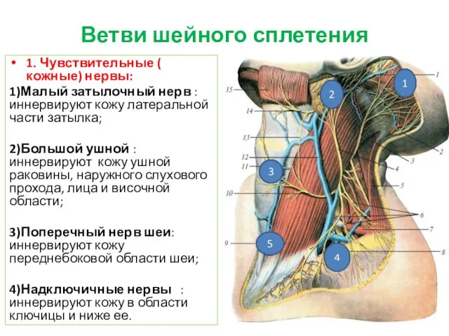 Ветви шейного сплетения 1. Чувствительные ( кожные) нервы: 1)Малый затылочный нерв