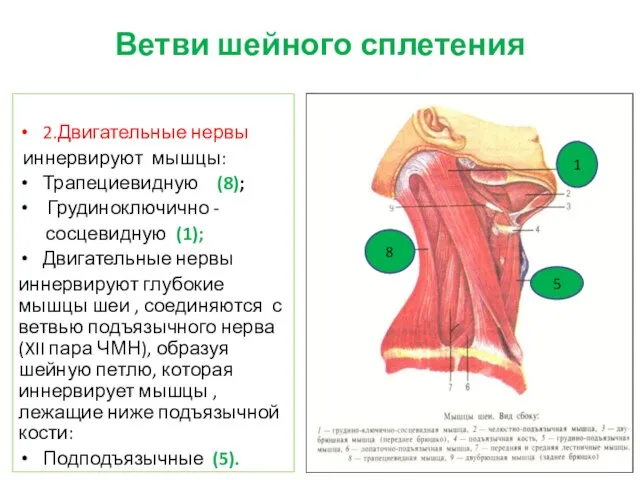 Ветви шейного сплетения 2.Двигательные нервы иннервируют мышцы: Трапециевидную (8); Грудиноключично -