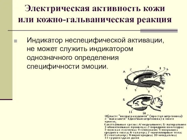 Электрическая активность кожи или кожно-гальваническая реакция Индикатор неспецифической активации, не может