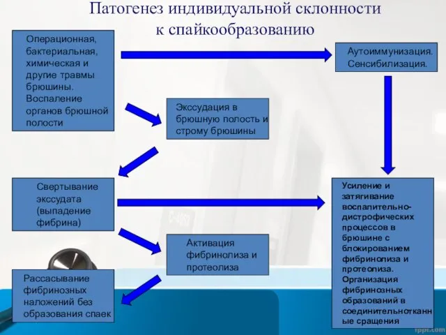 Патогенез индивидуальной склонности к спайкообразованию Операционная, бактериальная, химическая и другие травмы