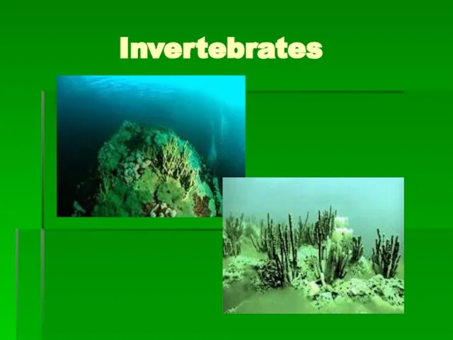 Invertebrates