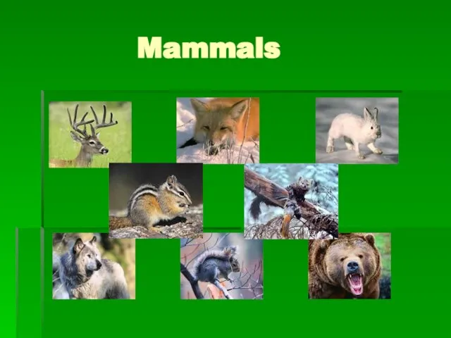 Mammals