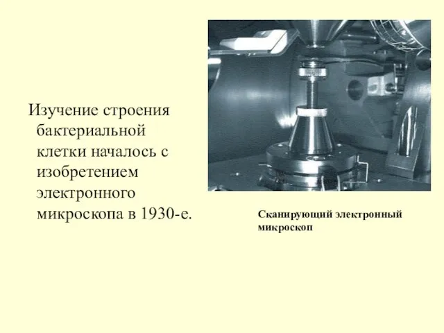 Изучение строения бактериальной клетки началось с изобретением электронного микроскопа в 1930-е. Сканирующий электронный микроскоп