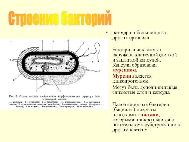 нет ядра и большинства других органелл Бактериальная клетка окружена клеточной стенкой