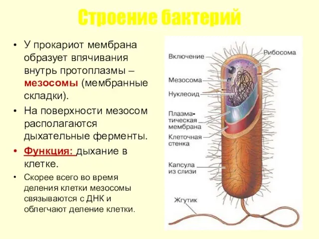 Строение бактерий У прокариот мембрана образует впячивания внутрь протоплазмы – мезосомы