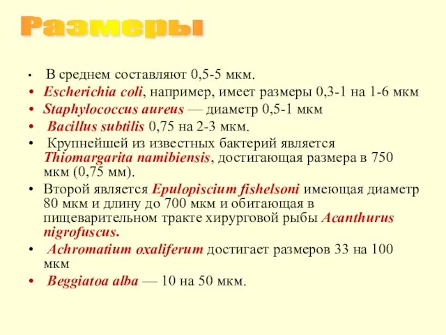 В среднем составляют 0,5-5 мкм. Escherichia coli, например, имеет размеры 0,3-1