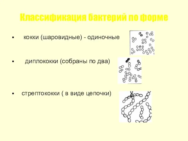 Классификация бактерий по форме кокки (шаровидные) - одиночные диплококки (собраны по