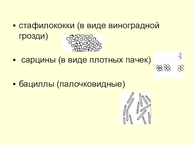 стафилококки (в виде виноградной грозди) сарцины (в виде плотных пачек) бациллы (палочковидные)