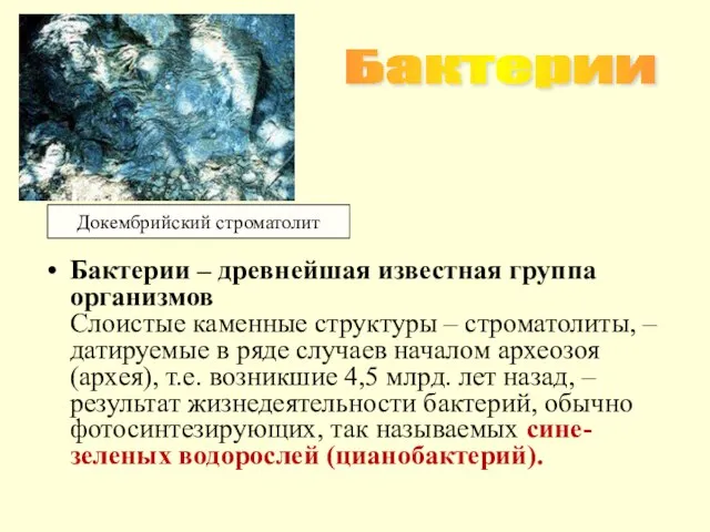 Бактерии – древнейшая известная группа организмов Слоистые каменные структуры – строматолиты,