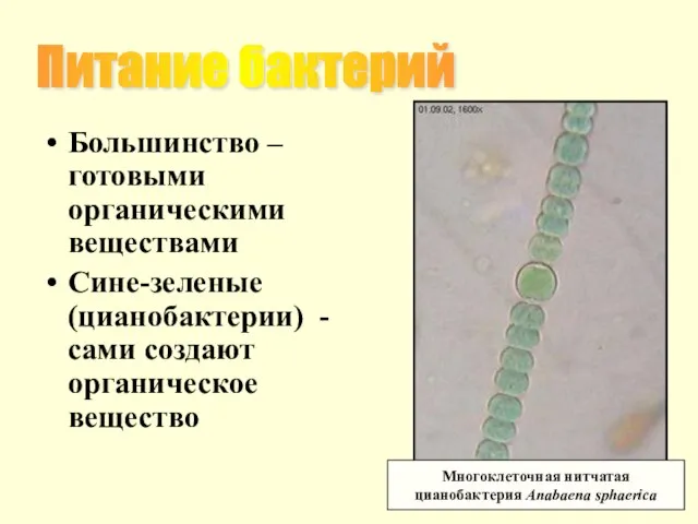 Большинство – готовыми органическими веществами Сине-зеленые (цианобактерии) - сами создают органическое