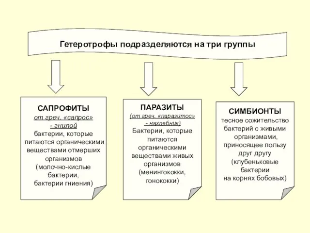 Гетеротрофы подразделяются на три группы САПРОФИТЫ от греч. «сапрос» - гнилой