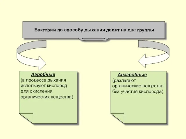 Бактерии по способу дыхания делят на две группы Анаэробные (разлагают органические