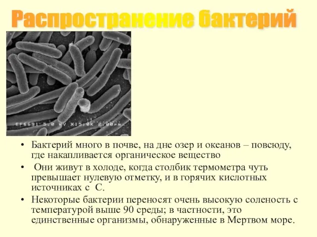 Распространение бактерий Бактерий много в почве, на дне озер и океанов