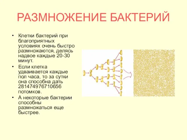 РАЗМНОЖЕНИЕ БАКТЕРИЙ Клетки бактерий при благоприятных условиях очень быстро размножаются, делясь