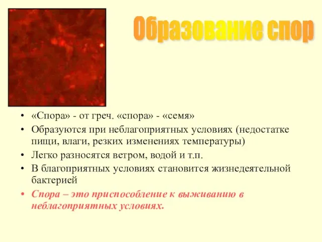 Образование спор «Спора» - от греч. «спора» - «семя» Образуются при