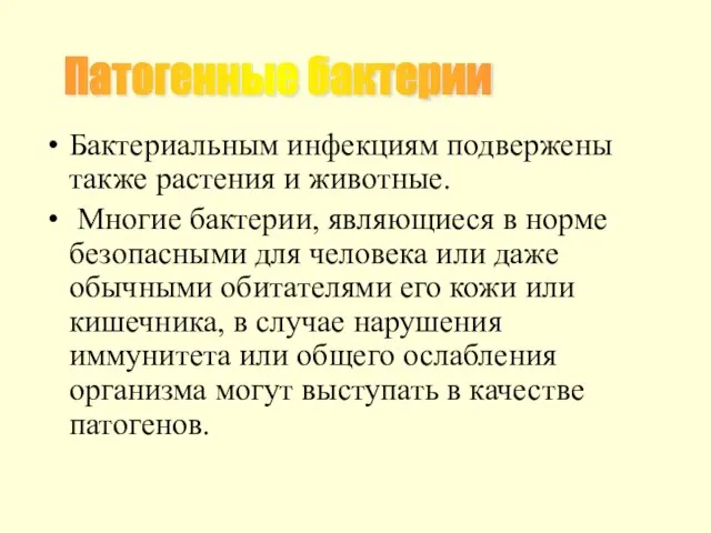 Бактериальным инфекциям подвержены также растения и животные. Многие бактерии, являющиеся в