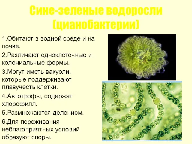 Сине-зеленые водоросли (цианобактерии) 1.Обитают в водной среде и на почве. 2.Различают