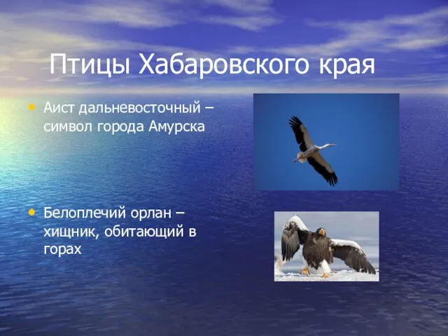 Птицы Хабаровского края Аист дальневосточный – символ города Амурска Белоплечий орлан – хищник, обитающий в горах