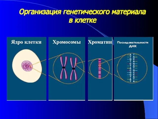 Организация генетического материала в клетке