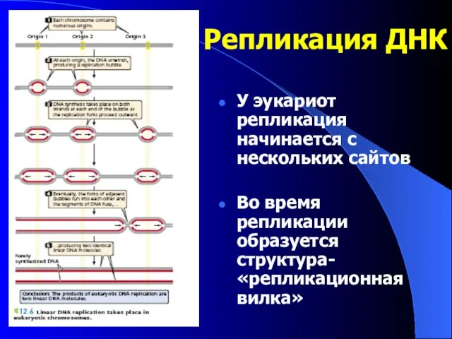 Репликация ДНК У эукариот репликация начинается с нескольких сайтов Во время репликации образуется структура- «репликационная вилка»