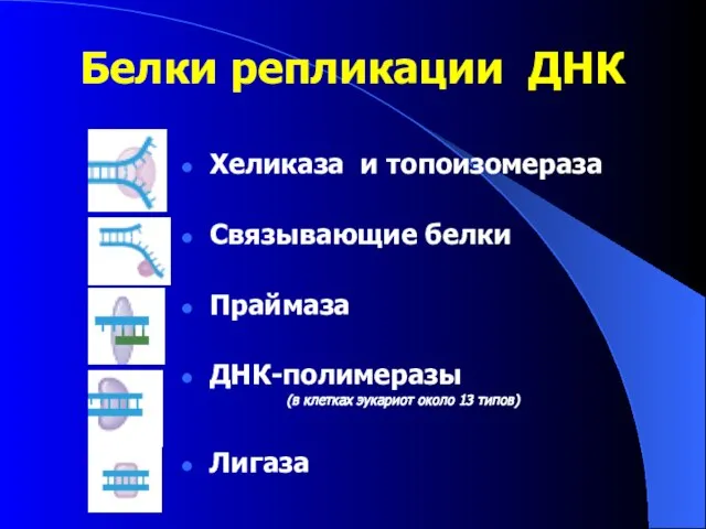 Белки репликации ДНК Хеликаза и топоизомераза Связывающие белки Праймаза ДНК-полимеразы (в