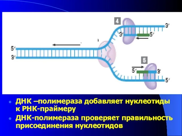 ДНК –полимераза добавляет нуклеотиды к РНК-праймеру ДНК-полимераза проверяет правильность присоединения нуклеотидов